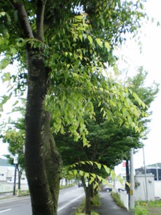 肳s肪PLE1