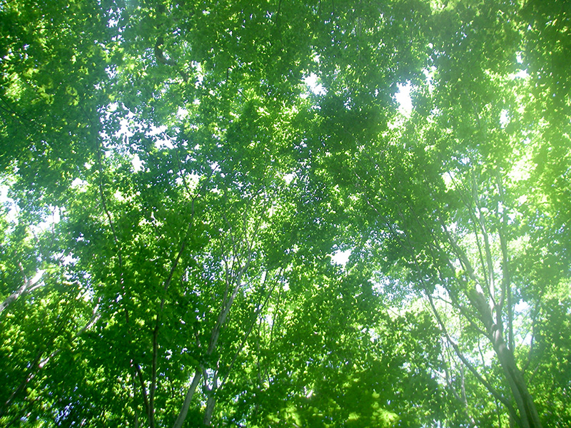 森の真ん中から木々の樹冠を見上げる