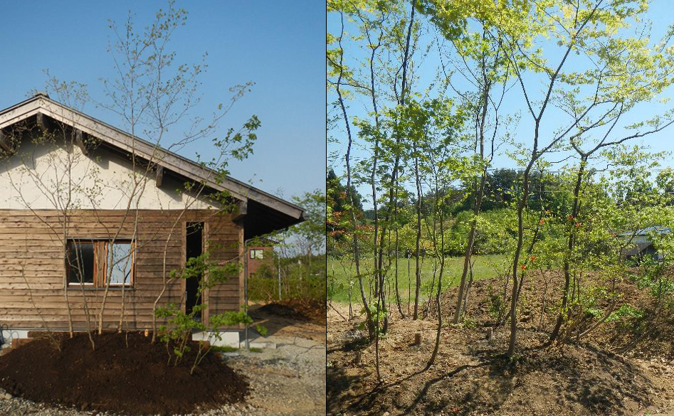 多種類の木を「こんもり型」に寄せ植えした例