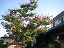 無剪定でも花を咲かせるサルスベリ
