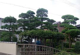 芽の伸び切る9月に行うと、翌年も樹形が乱れず経費も半分で済む