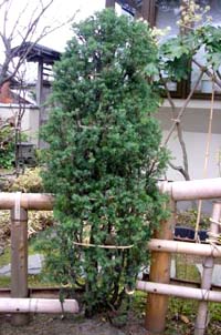 枝透かしにより、雪囲いを軽くする