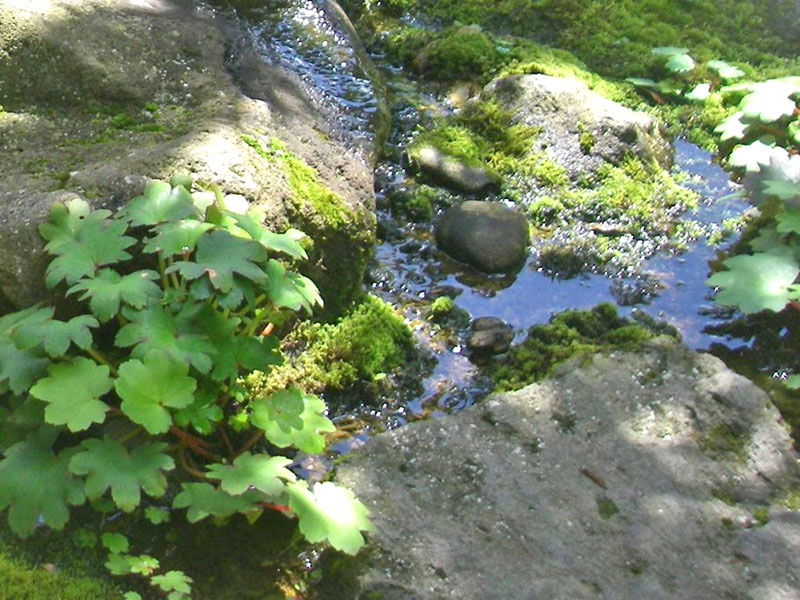 流れ沿いには実生のダイモンジソウが苔から顔を出す