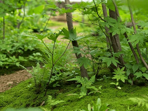カエデの実生が苔から芽生える森の中のような景色