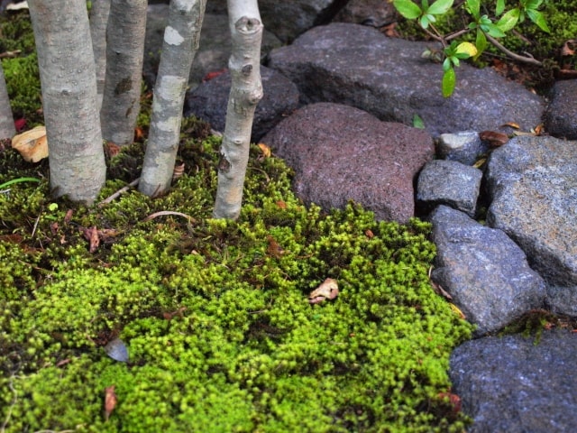 柿の木のある庭