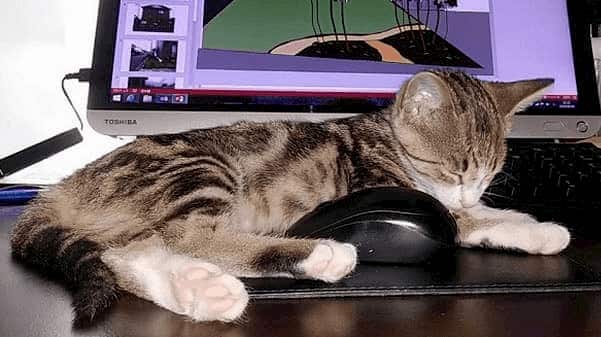 庭のことや、日々のことを綴ったエッセイ集