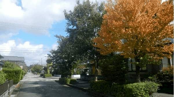 街路樹や公共の緑についての考察と活動、提言