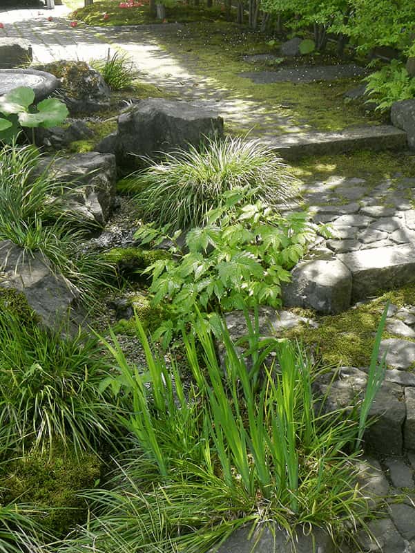 苔の上に散るツバキ