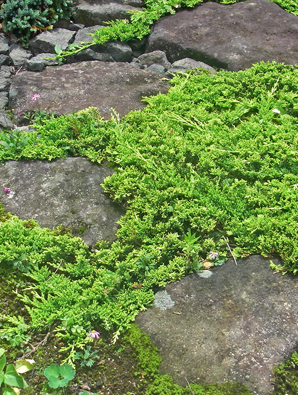 こぼれ種から芽生えた花