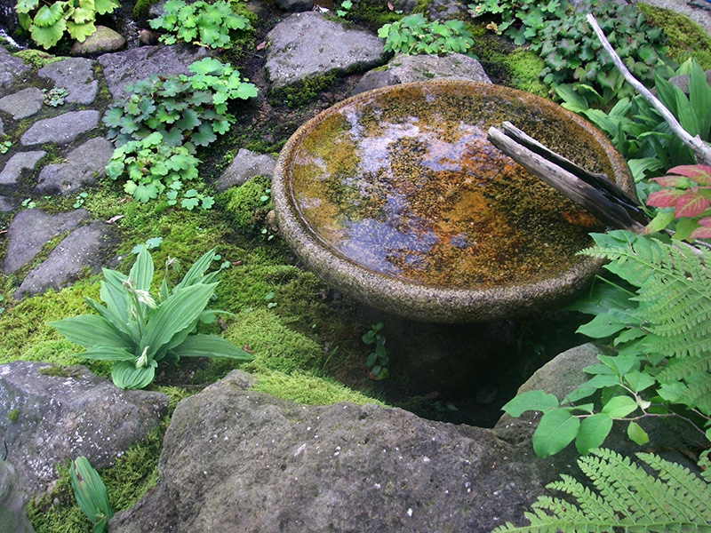 広い水面のバードバス