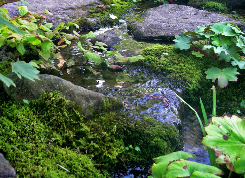 流れの中青々とした苔から芽生えたダイモンジソウ