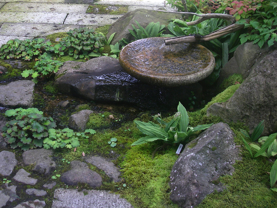 流れ沿いの苔から顔を出す実生のダイモンジソウ
