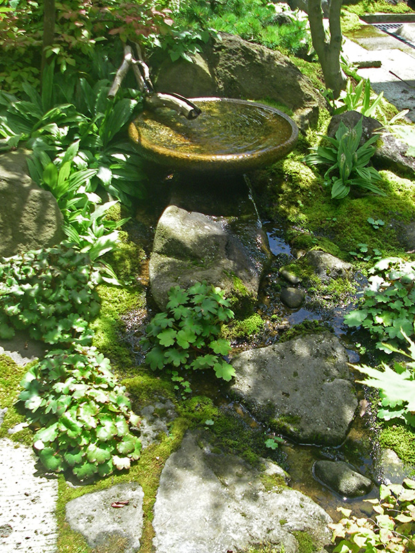 苔の中に群生するエビネとダイモンジソウ