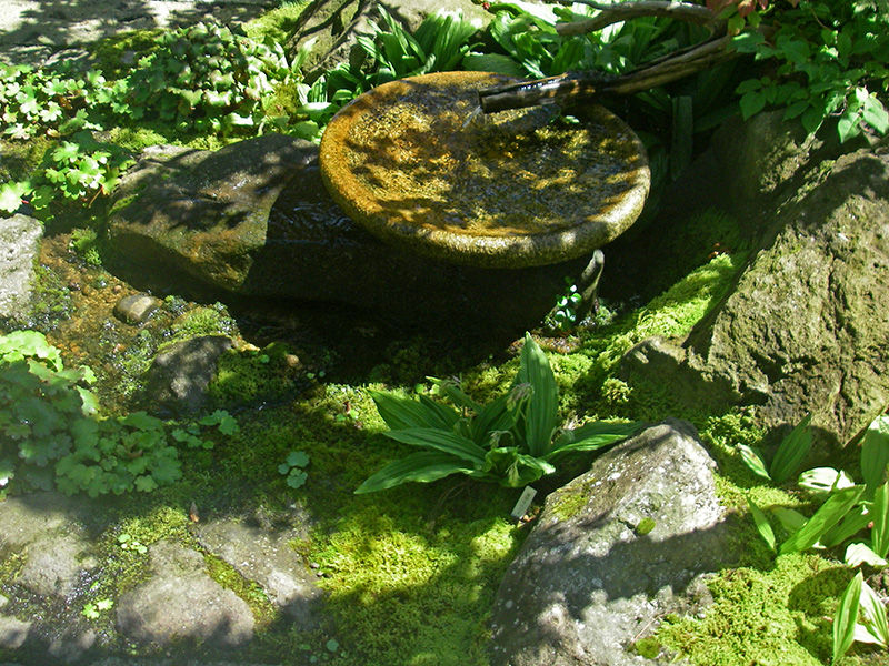 水鉢に映るカエデの影