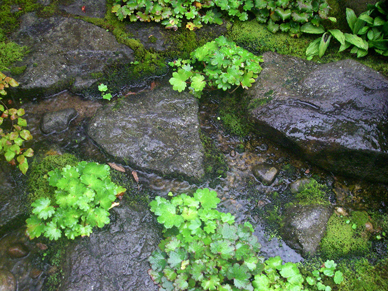 驟雨を受け止める流れ