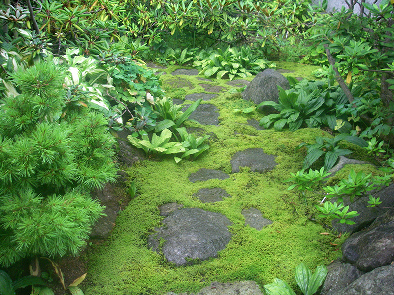 山道を飾るシャクナゲやエビネ