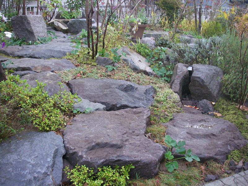 寒風山の溶岩石に添わせたダイモンジソウやスゲ、庭にあったイチゴ