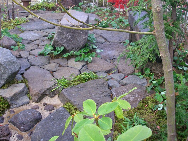 テラスに枝をさし掛けるカエデ