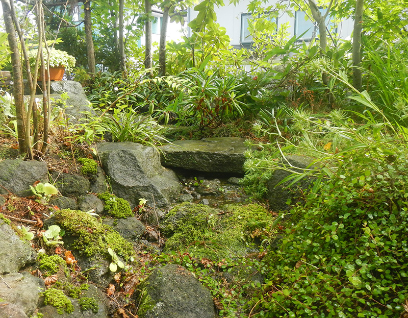 夏草が茂り苔生す流れ