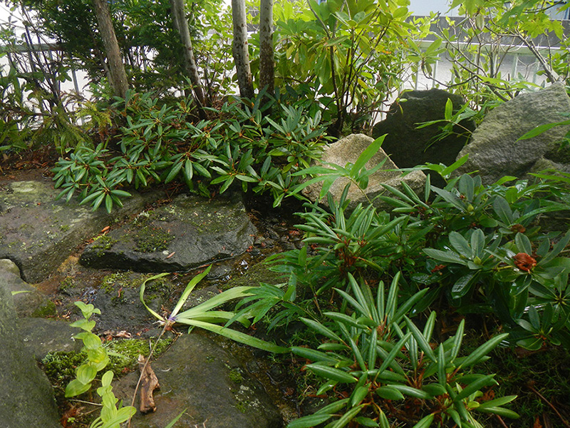 水源の脇で元気に育つ二ホンシャクナゲ