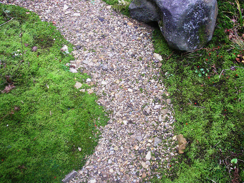 苔とウメモドキの実