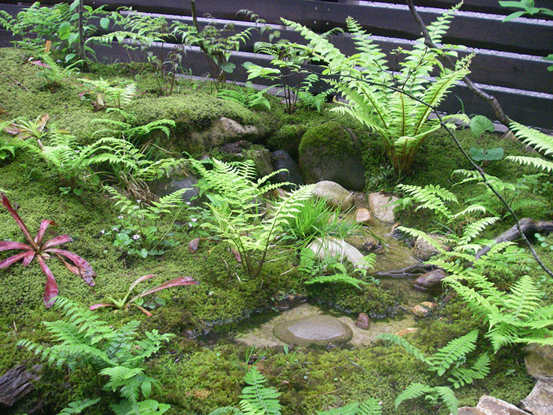 葉を開くシダたち