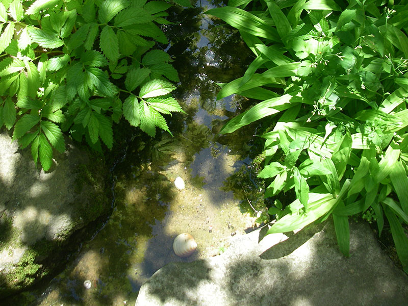 苔の中から突然現れる水。コポコポと湧きだす水の音も面白い。