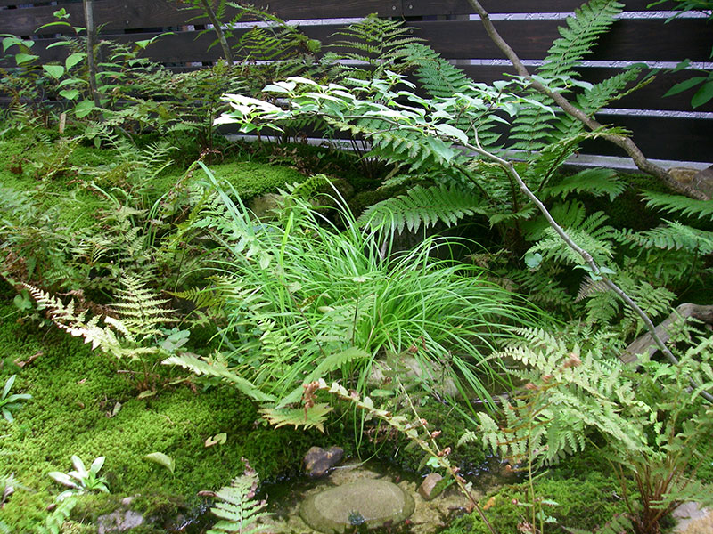 泉を覆い隠すシダたち