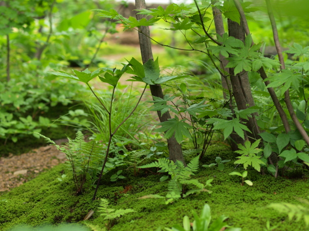 限りなく山に近い庭