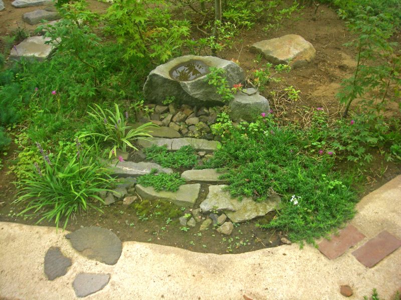 初夏の庭。水鉢まわりの景色