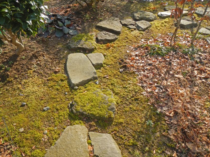 春の日の庭の山石の伝い