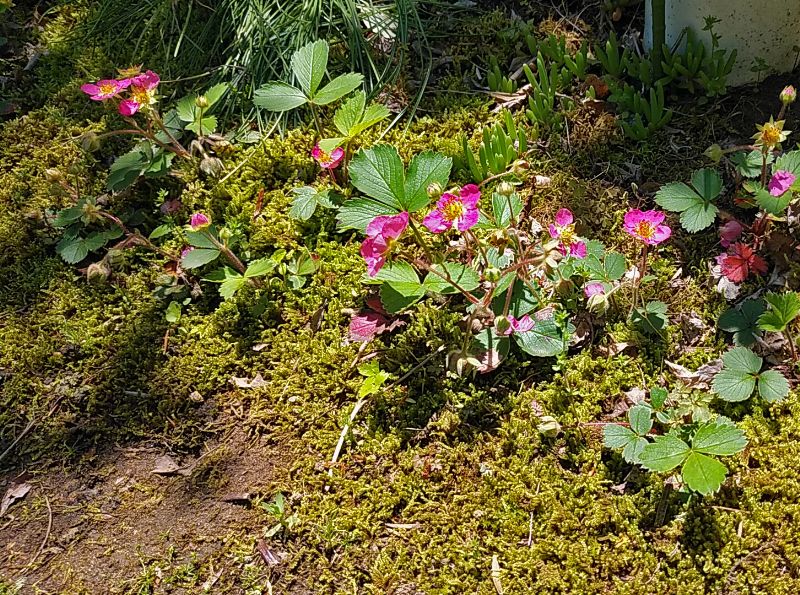 ご家族が庭に植えたイチゴの鮮やかな桃色の花