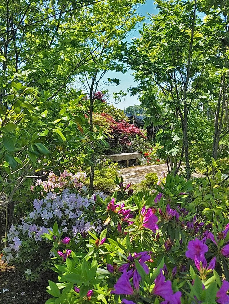 春の庭にツツジが咲き誇る
