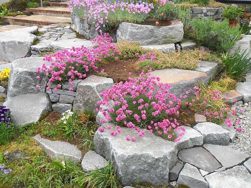 アルメリア(ハマカンザシ)が満開