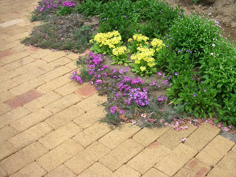 アプローチのレンガラインを縁取る花々