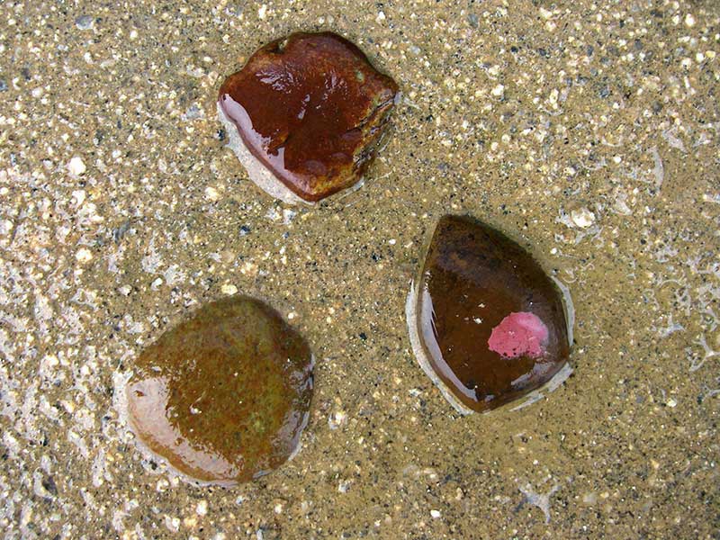 洗い出しの中に埋め込んだ石