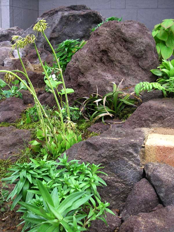 溶岩石の間から顔を出す咲き終わったショウジョウバカマ