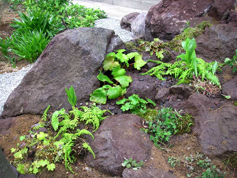 ロックガーデンに植えられた山野草