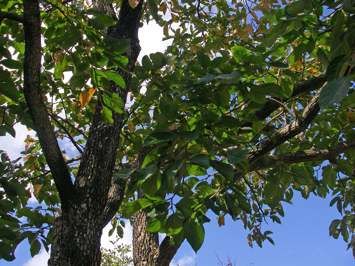 大きく枝を張る柿の木