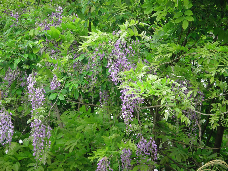 山藤の花が満開に咲く