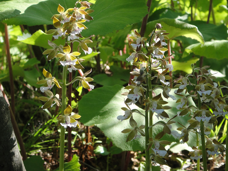 自生したエビネ