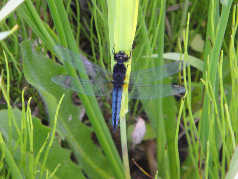 冴えた青が美しいオオシオカラトンボ