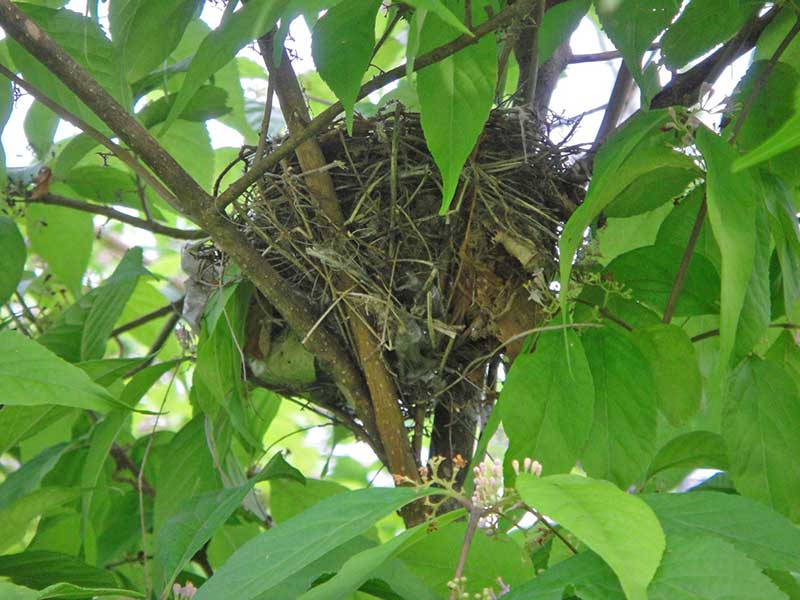 無剪定のコムラサキにかけられた鳥の巣