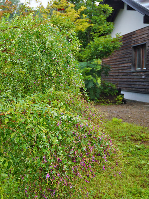 萩とオミナエシが咲く初秋の庭