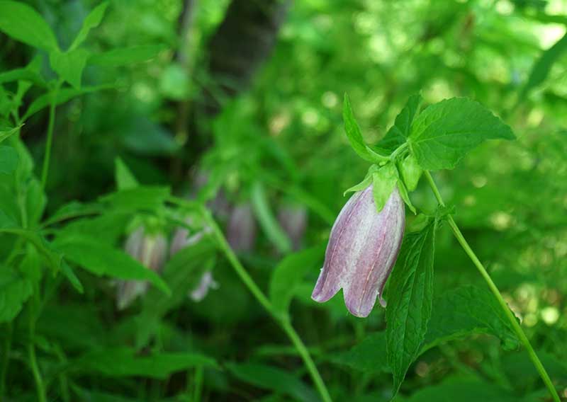 ホタルブクロの花