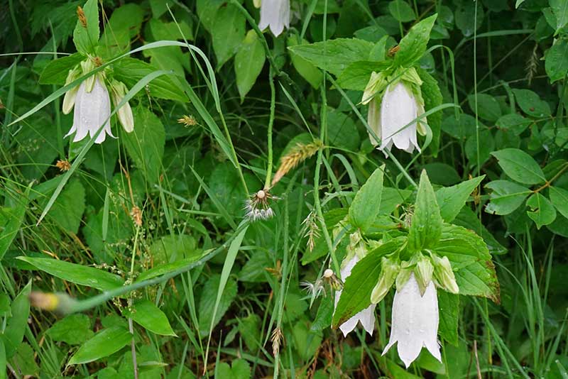 白いホタルブクロが咲く山の風情の庭