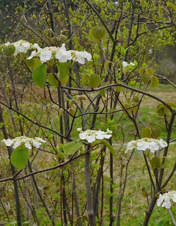 オオカメノキの花