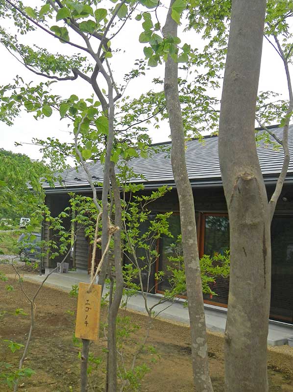 名前を書いた札をエゴの樹に取り付けた