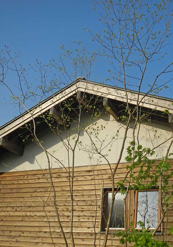 カエデが葉を開き、ブナが芽吹く庭