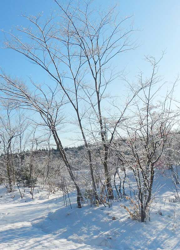 雪が積もる前庭と冬木立